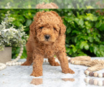 Small #1 Goldendoodle (Miniature)