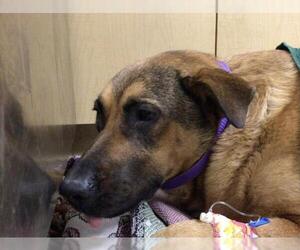 German Shepherd Dog Dogs for adoption in Riverside, CA, USA