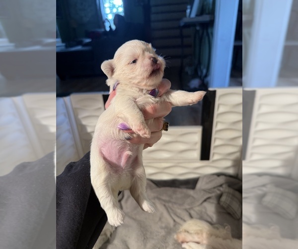 Medium Photo #9 Shih Tzu Puppy For Sale in HARRISBURG, PA, USA