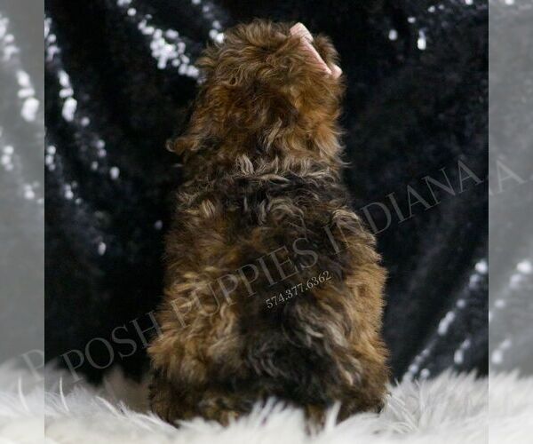 Medium Photo #6 Poodle (Toy) Puppy For Sale in WARSAW, IN, USA