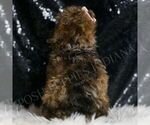 Small #5 Poodle (Toy)