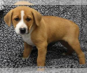 Labrador Retriever-Unknown Mix Dogs for adoption in Thief River Falls, MN, USA