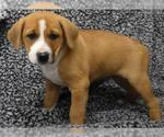 Anastasia - Female Labrador Retriever-Unknown Mix Dog for Adoption - Small photo