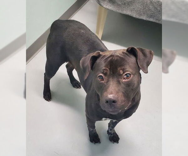 Medium Photo #1 Mutt Puppy For Sale in Lake City, MI, USA