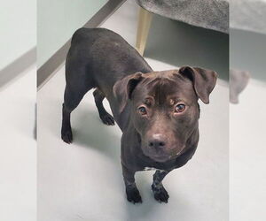 Mutt Dogs for adoption in Lake City, MI, USA