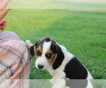 Small Photo #4 Beagle Puppy For Sale in SHILOH, OH, USA
