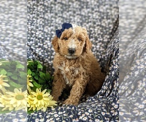 Aussiedoodle Miniature Puppy for sale in OXFORD, PA, USA