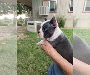 Faux Frenchbo Bulldog Litter for sale in AUBURN, CA, USA