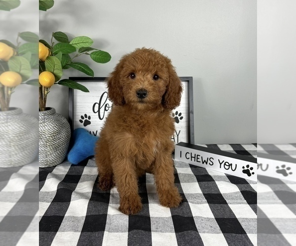Medium Photo #3 Goldendoodle (Miniature) Puppy For Sale in FRANKLIN, IN, USA