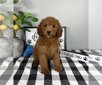 Small #2 Goldendoodle (Miniature)