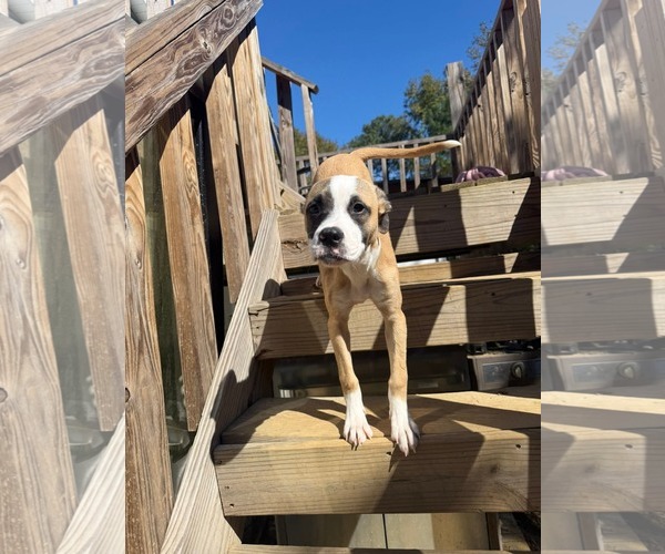 Medium Photo #7 Mutt Puppy For Sale in Holly Springs, NC, USA