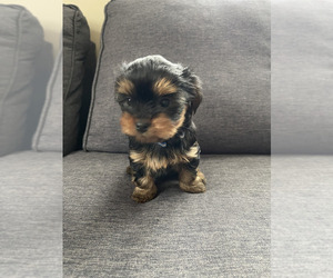 Yorkshire Terrier Puppy for sale in CHARLEVOIX, MI, USA