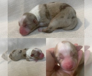 Miniature Australian Shepherd Puppy for sale in BROOKER, FL, USA