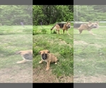 Small #3 German Malinois