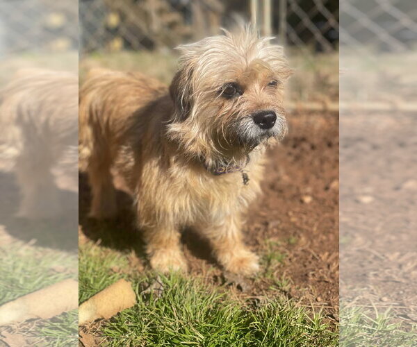 Medium Photo #6 Shih Tzu Puppy For Sale in Pacolet, SC, USA