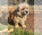 Small #5 Shih Tzu