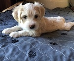 Small #1 Chinese Crested