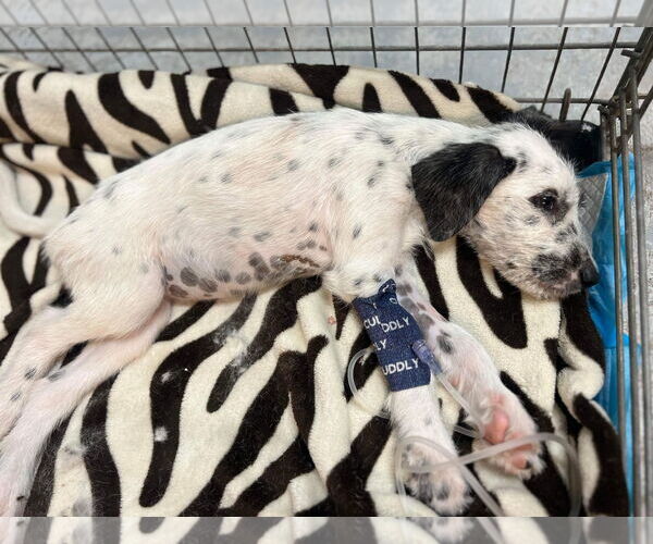 Medium Photo #6 Dalmatian-Old English Sheepdog Mix Puppy For Sale in Fort Worth, TX, USA