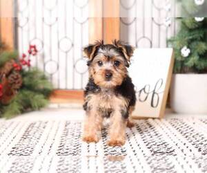 Yorkshire Terrier Puppy for sale in NAPLES, FL, USA