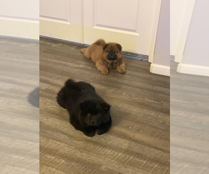 Chow Chow Puppy for sale in VICTORVILLE, CA, USA