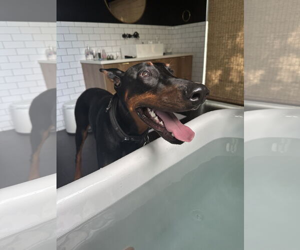 Medium Photo #1 Doberman Pinscher Puppy For Sale in Miami, FL, USA