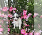 Small Photo #7 Chihuahua Puppy For Sale in SHERMAN, TX, USA