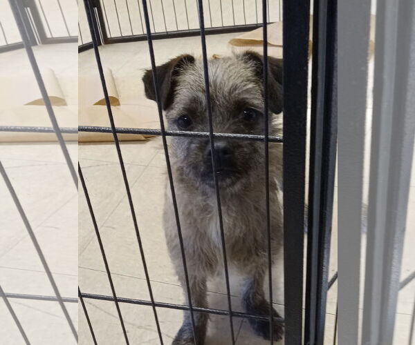 Medium Photo #1 Pug-Unknown Mix Puppy For Sale in San Diego, CA, USA