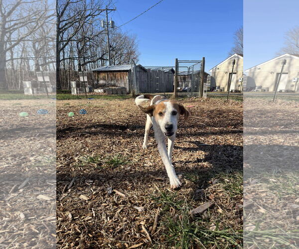 Medium Photo #7 Mutt Puppy For Sale in Rustburg, VA, USA