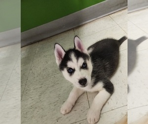 Siberian Husky Puppy for Sale in KOUTS, Indiana USA