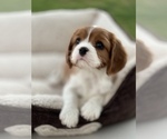 Small Photo #8 Cavalier King Charles Spaniel Puppy For Sale in RIVERSIDE, CA, USA