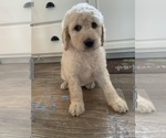 Small Photo #1 Goldendoodle Puppy For Sale in OCONTO, WI, USA