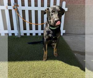 German Shepherd Dog Dogs for adoption in Modesto, CA, USA