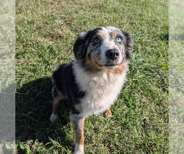 Medium Photo #2 Australian Shepherd Puppy For Sale in Vail, AZ, USA