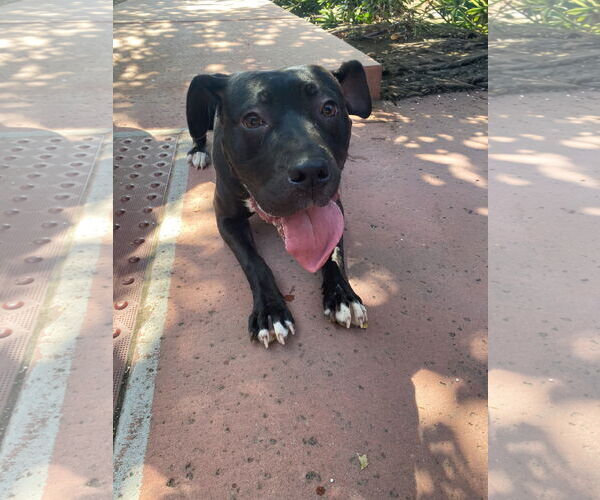 Medium Photo #1 Staffordshire Bull Terrier-Unknown Mix Puppy For Sale in La Verne, CA, USA