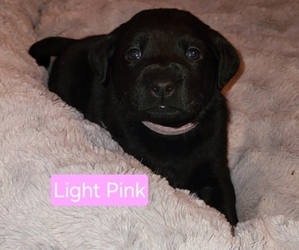 Labrador Retriever Puppy for sale in ANSON, ME, USA