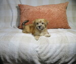 Litter of 3 - Male MorkieLitter of Puppies for Sale - Photo #3