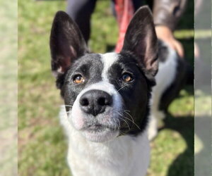 Thea - Female Border Collie-Unknown Mix Dog for Adoption - Photo #7