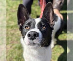 Small Photo #7 Border Collie-Unknown Mix Puppy For Sale in Canton, CT, USA