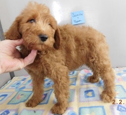 Goldendoodle Puppy for sale in MIDDLEBURY, IN, USA