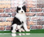 Small Photo #1 Sheepadoodle Puppy For Sale in BEL AIR, MD, USA