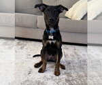 Small #2 Shepradors