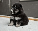 Small #1 Pomeranian