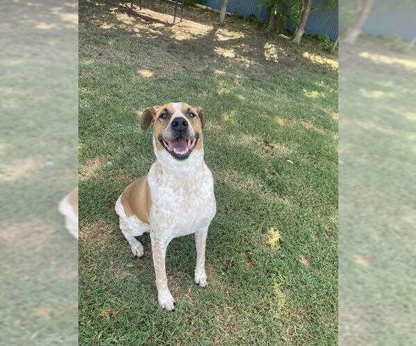 Medium Photo #1 Mutt Puppy For Sale in Oklahoma City, OK, USA