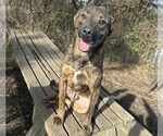 Small #6 Mountain Cur Mix