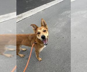 Shepradors Dogs for adoption in Camarillo, CA, USA