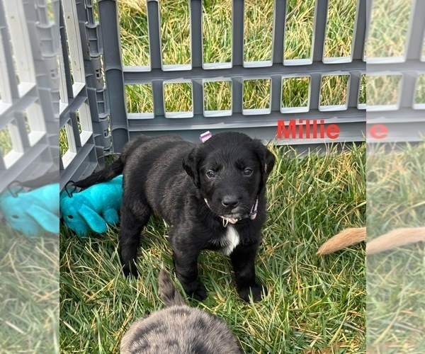 Medium Photo #1 Australian Retriever Puppy For Sale in NEWCOMERSTOWN, OH, USA