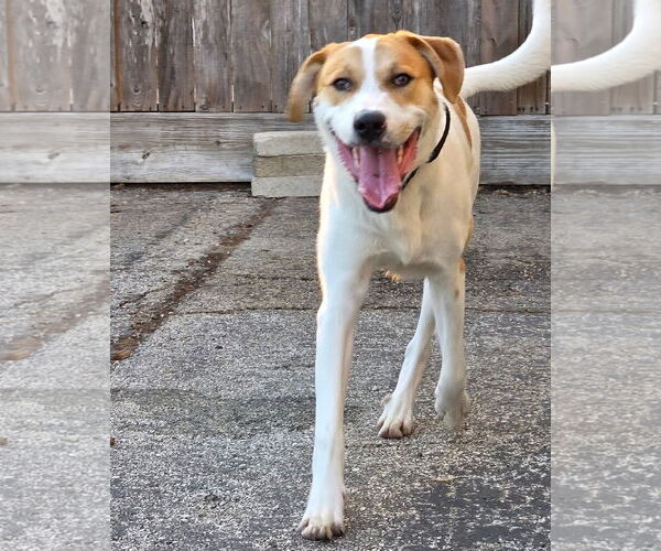 Medium Photo #4 Labrador Retriever-Unknown Mix Puppy For Sale in Houston, TX, USA