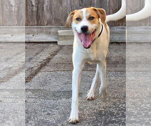 Buddy - Male Labrador Retriever-Unknown Mix Dog for Adoption - Photo #4