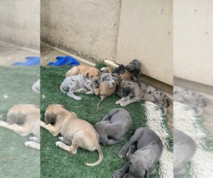 Great Dane Puppy for sale in BELL GARDENS, CA, USA