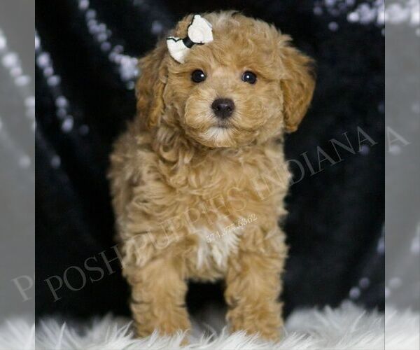 Medium Photo #3 Maltipoo Puppy For Sale in WARSAW, IN, USA